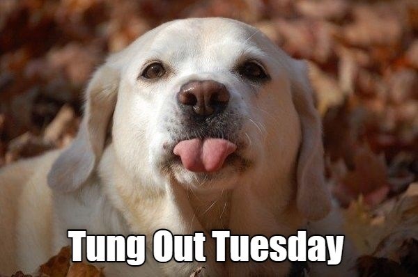 Detail Tuesday Dog Meme Nomer 40