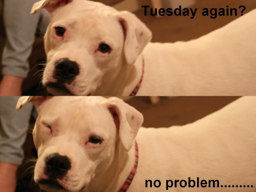 Detail Tuesday Dog Meme Nomer 41