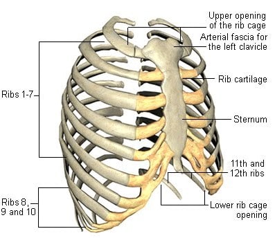 Detail Tulang Dada Dan Tulang Rusuk Nomer 29