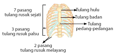 Detail Tulang Dada Dan Tulang Rusuk Nomer 49