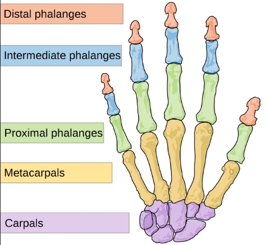Detail Tulang Jari Tangan Nomer 5