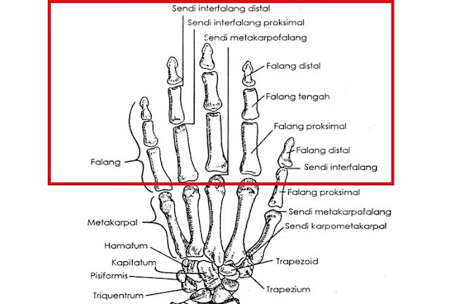 Detail Tulang Jari Tangan Nomer 6