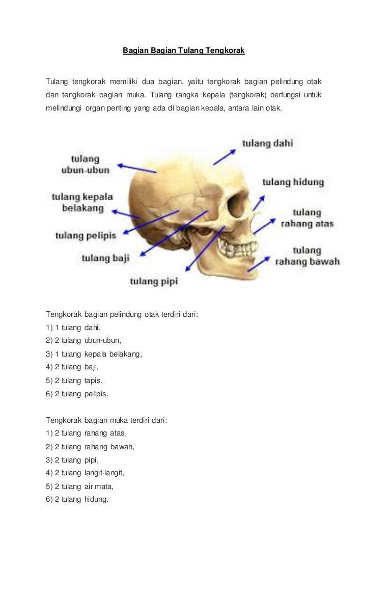 Detail Tulang Kepala Belakang Nomer 12