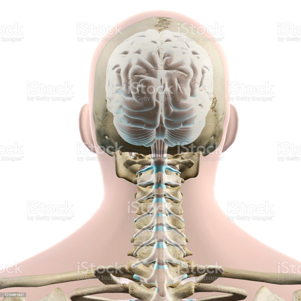 Detail Tulang Kepala Belakang Nomer 13