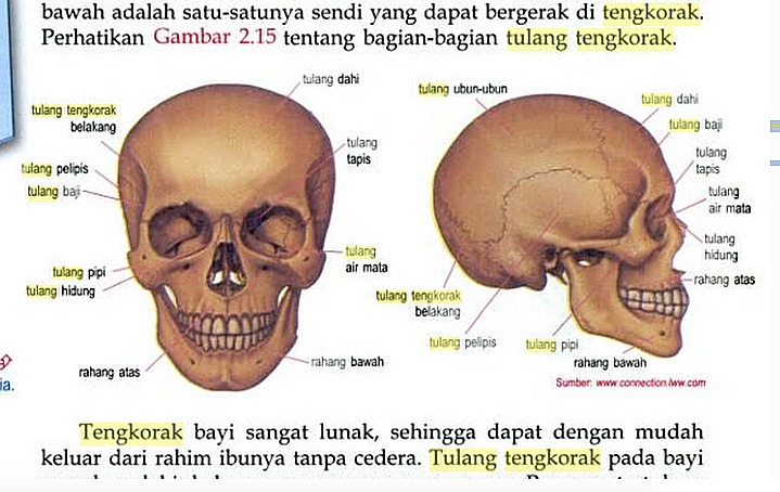 Detail Tulang Kepala Belakang Nomer 28