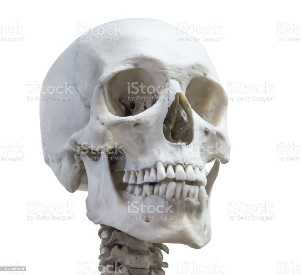 Detail Tulang Kepala Belakang Nomer 33