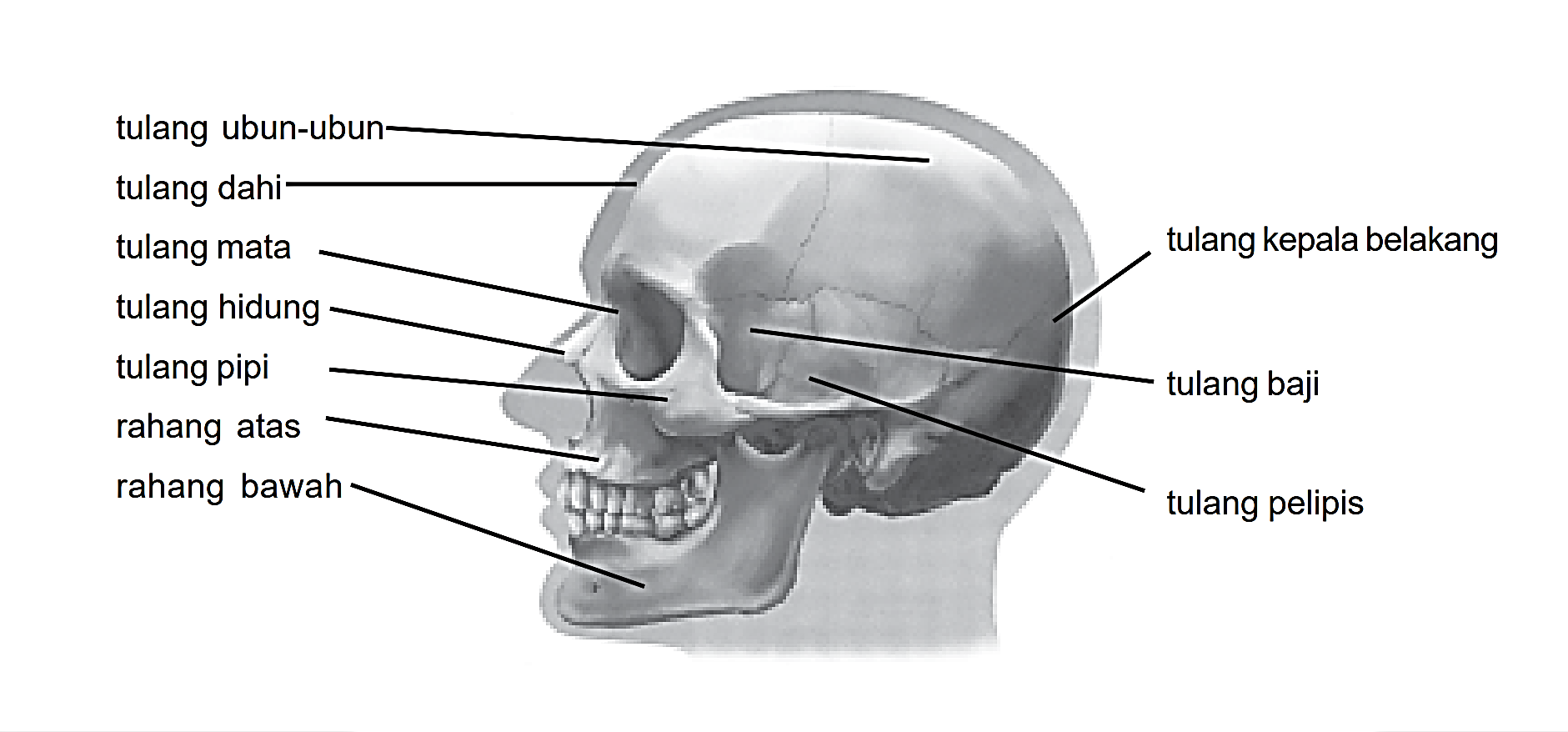Detail Tulang Kepala Belakang Nomer 43