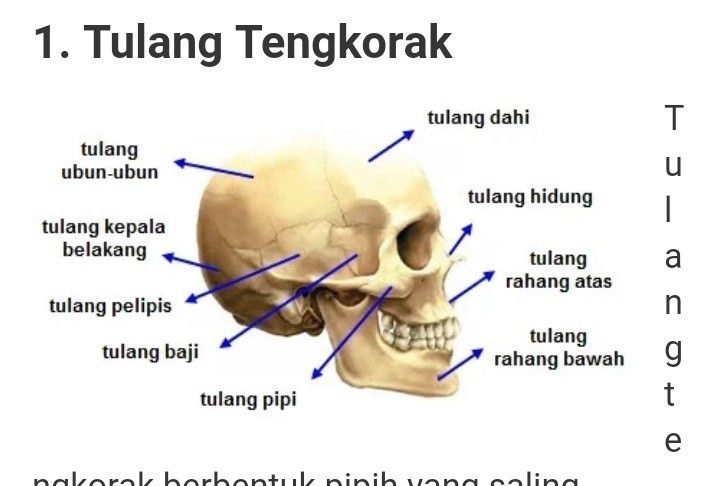 Detail Tulang Kepala Belakang Nomer 47