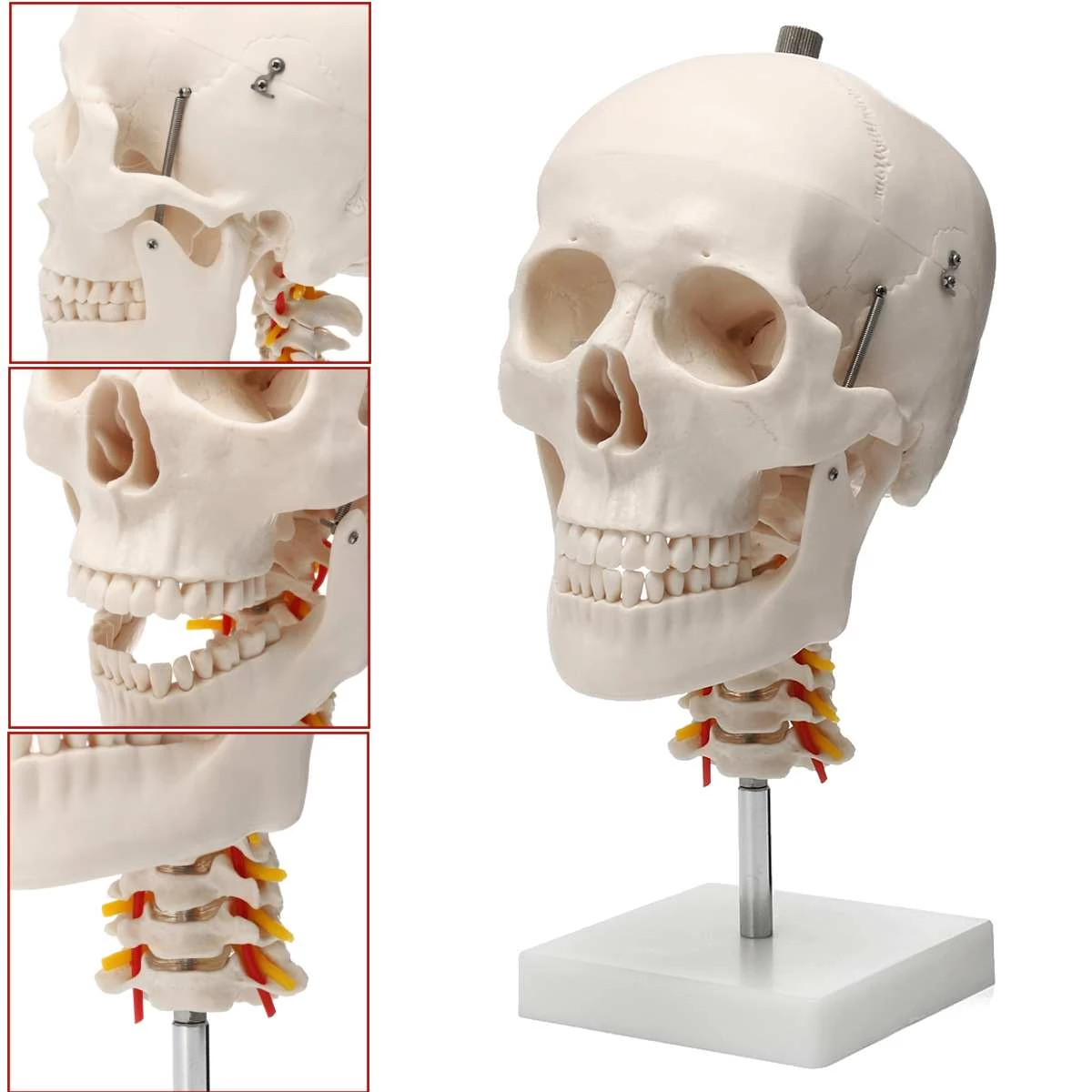 Detail Tulang Kepala Belakang Nomer 53