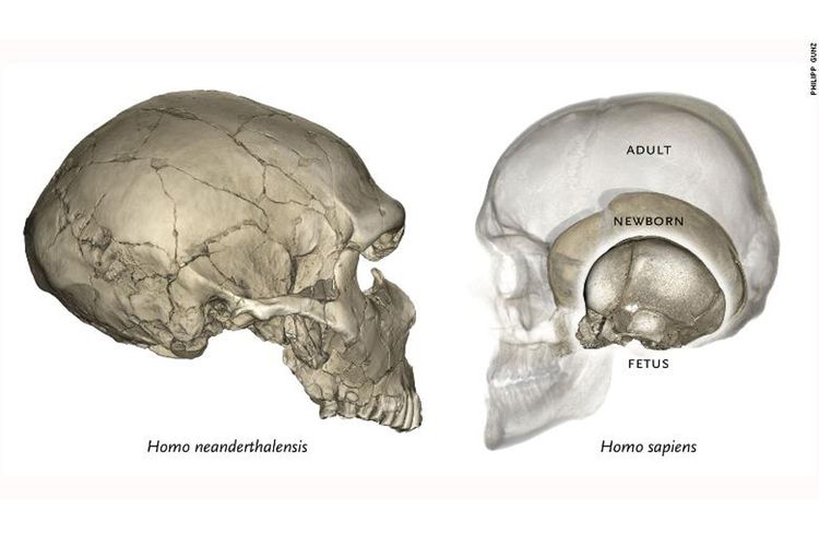 Detail Tulang Kepala Belakang Nomer 10