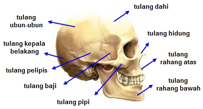 Detail Tulang Rangka Kepala Nomer 9