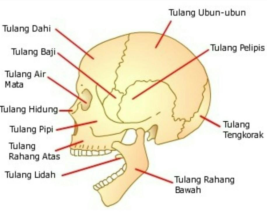 Detail Tulang Rangka Kepala Nomer 11
