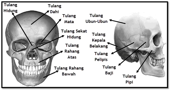 Detail Tulang Rangka Kepala Nomer 16