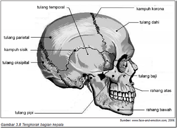 Detail Tulang Rangka Kepala Nomer 17