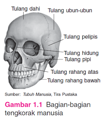 Detail Tulang Rangka Kepala Nomer 3