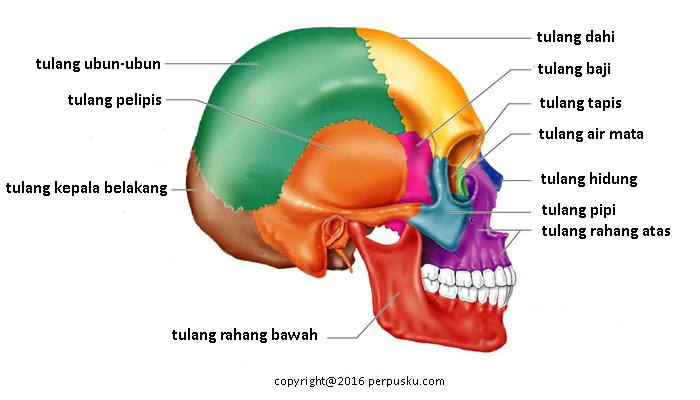 Detail Tulang Rangka Kepala Nomer 25