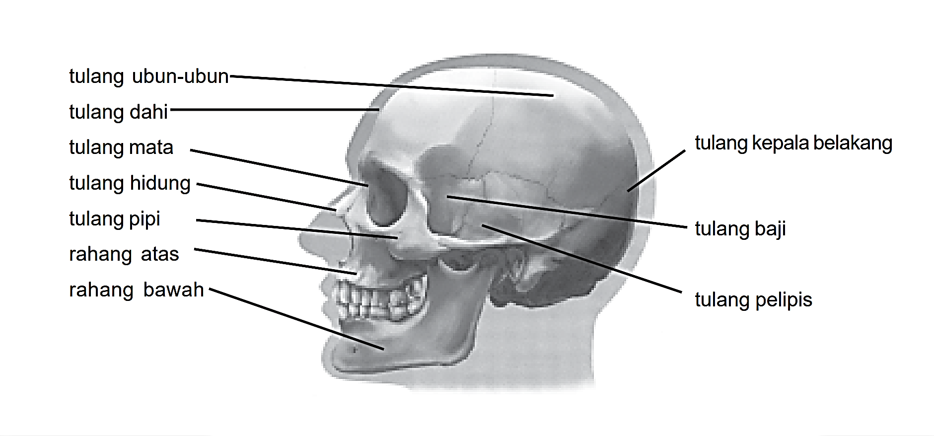 Detail Tulang Rangka Kepala Nomer 26