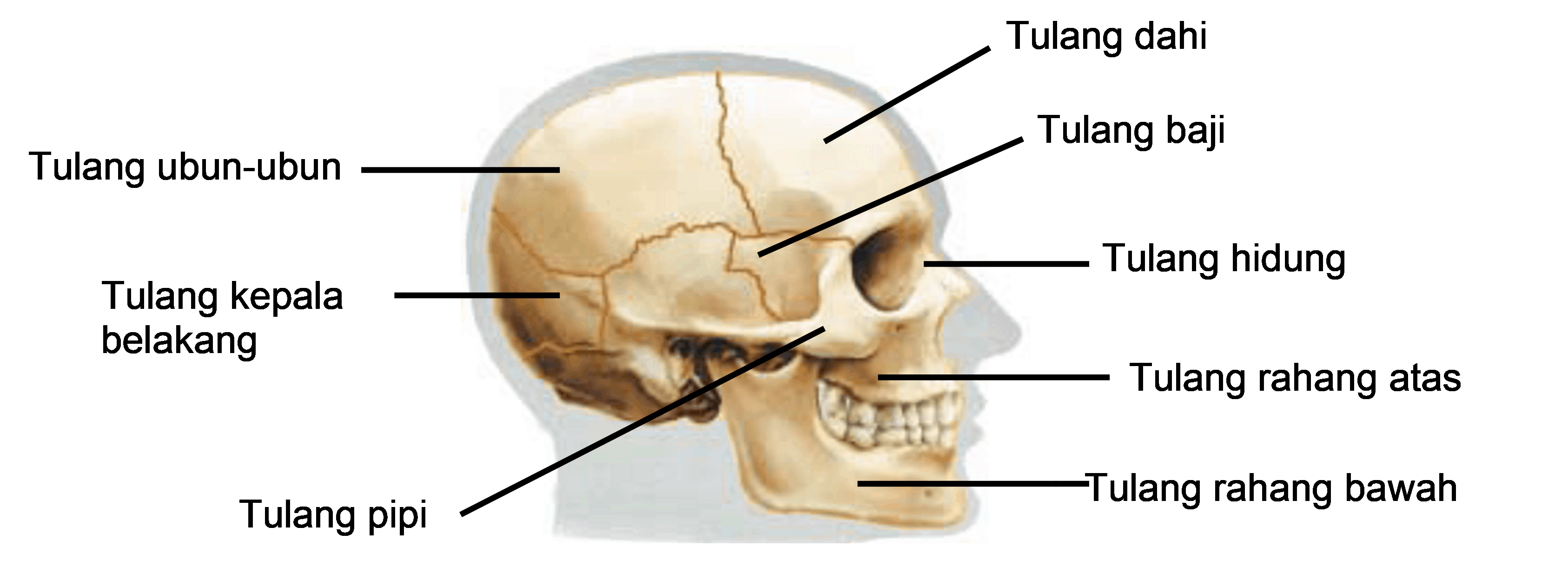Detail Tulang Rangka Kepala Nomer 29