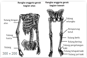 Detail Tulang Rangka Kepala Nomer 37