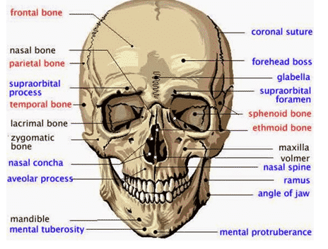 Detail Tulang Rangka Kepala Nomer 43