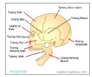 Detail Tulang Rangka Kepala Nomer 49