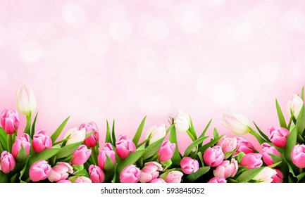 Detail Tulip Background Nomer 13