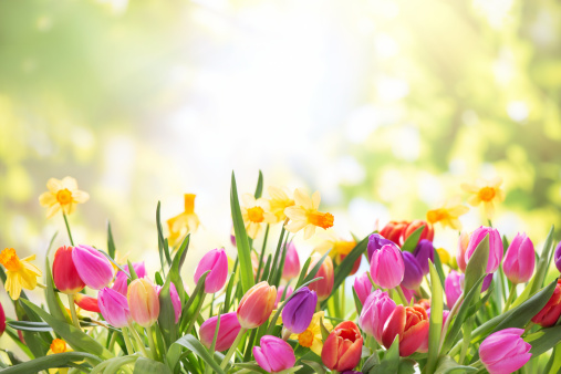 Detail Tulip Background Nomer 3