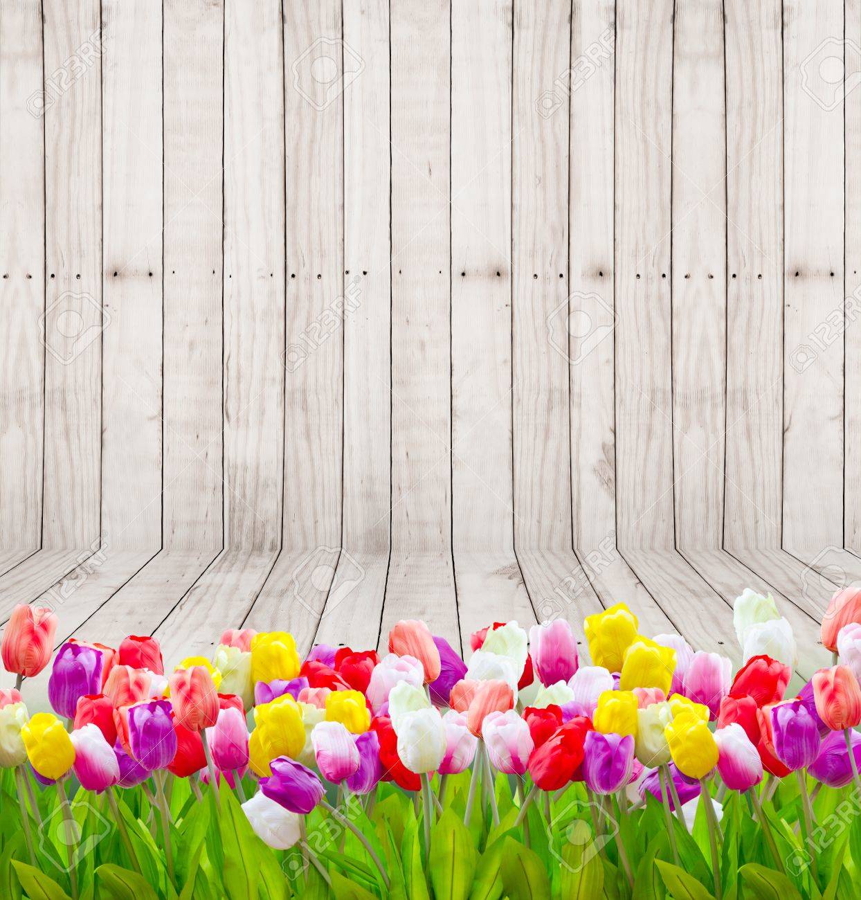 Detail Tulip Background Nomer 31