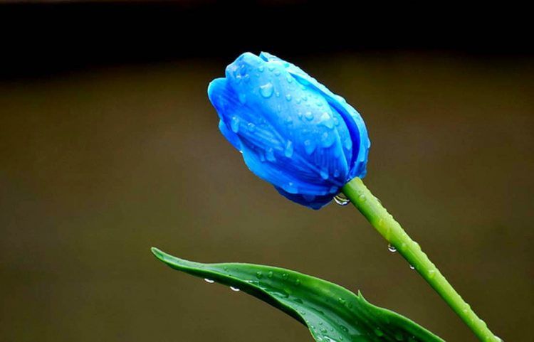 Tulip Biru - KibrisPDR