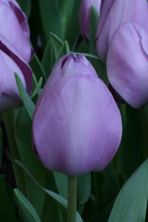 Detail Tulip Biru Nomer 12