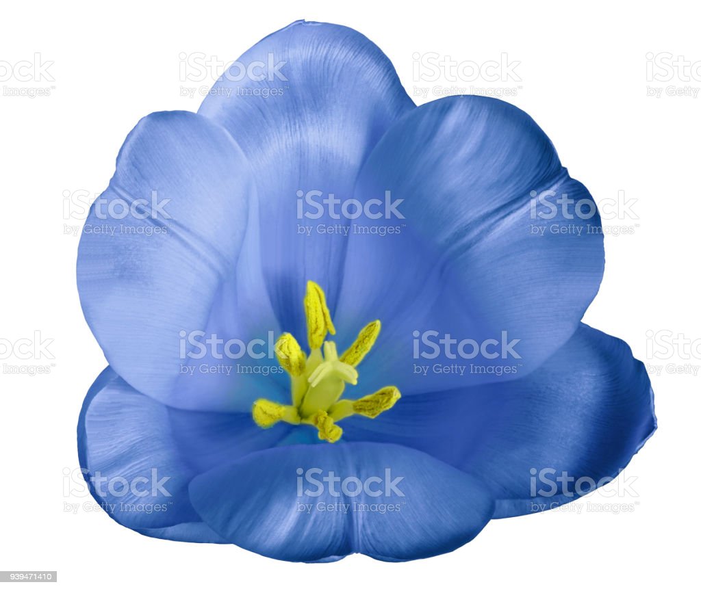 Detail Tulip Biru Nomer 14