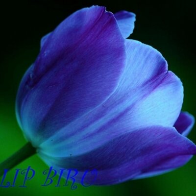 Detail Tulip Biru Nomer 15