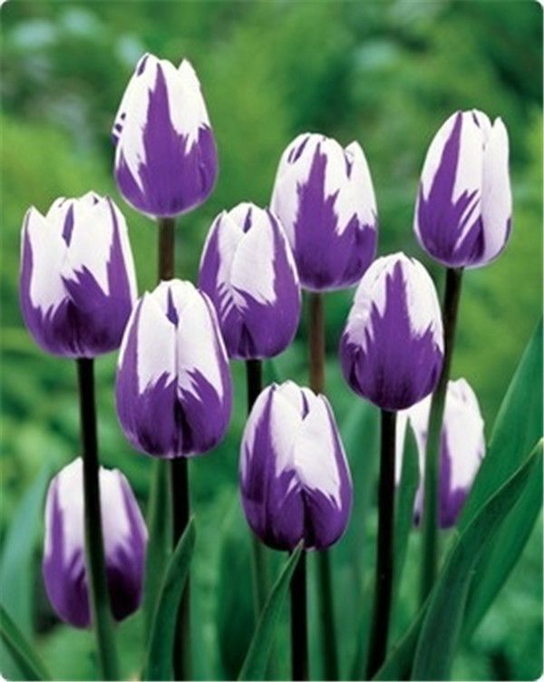 Detail Tulip Biru Nomer 18