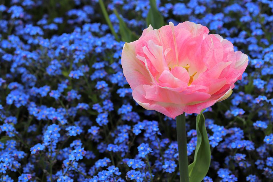 Detail Tulip Biru Nomer 22