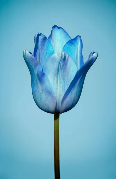 Detail Tulip Biru Nomer 24