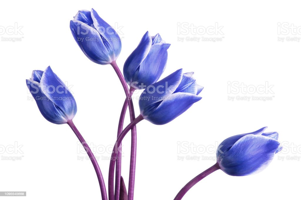 Detail Tulip Biru Nomer 25