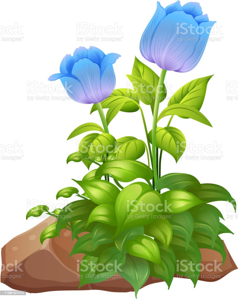 Detail Tulip Biru Nomer 26