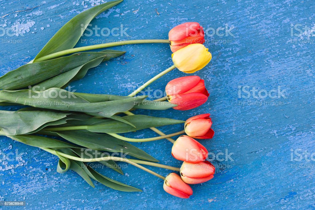 Detail Tulip Biru Nomer 28