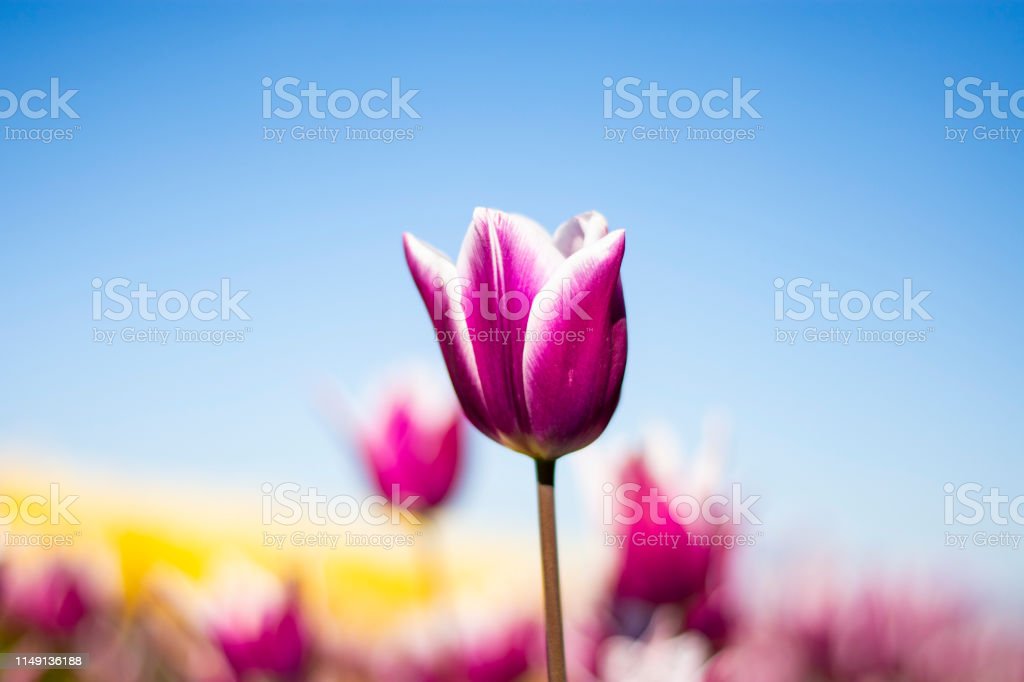 Detail Tulip Biru Nomer 31