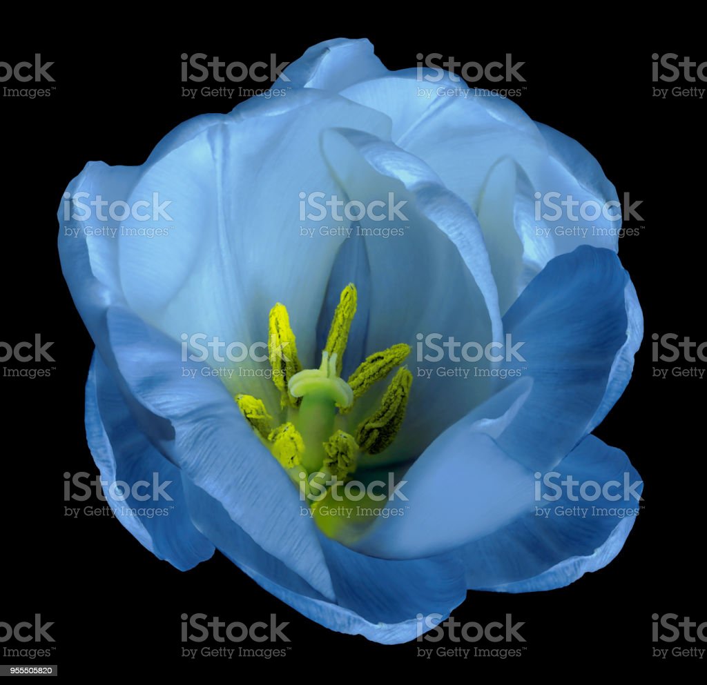 Detail Tulip Biru Nomer 33