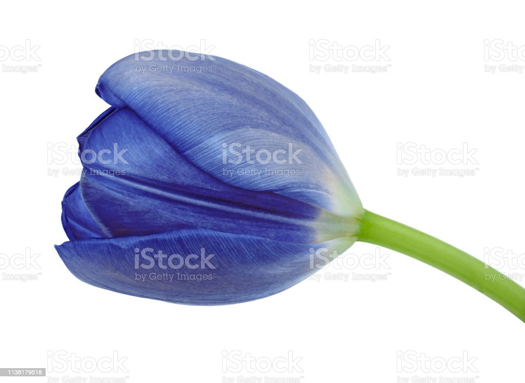 Detail Tulip Biru Nomer 34