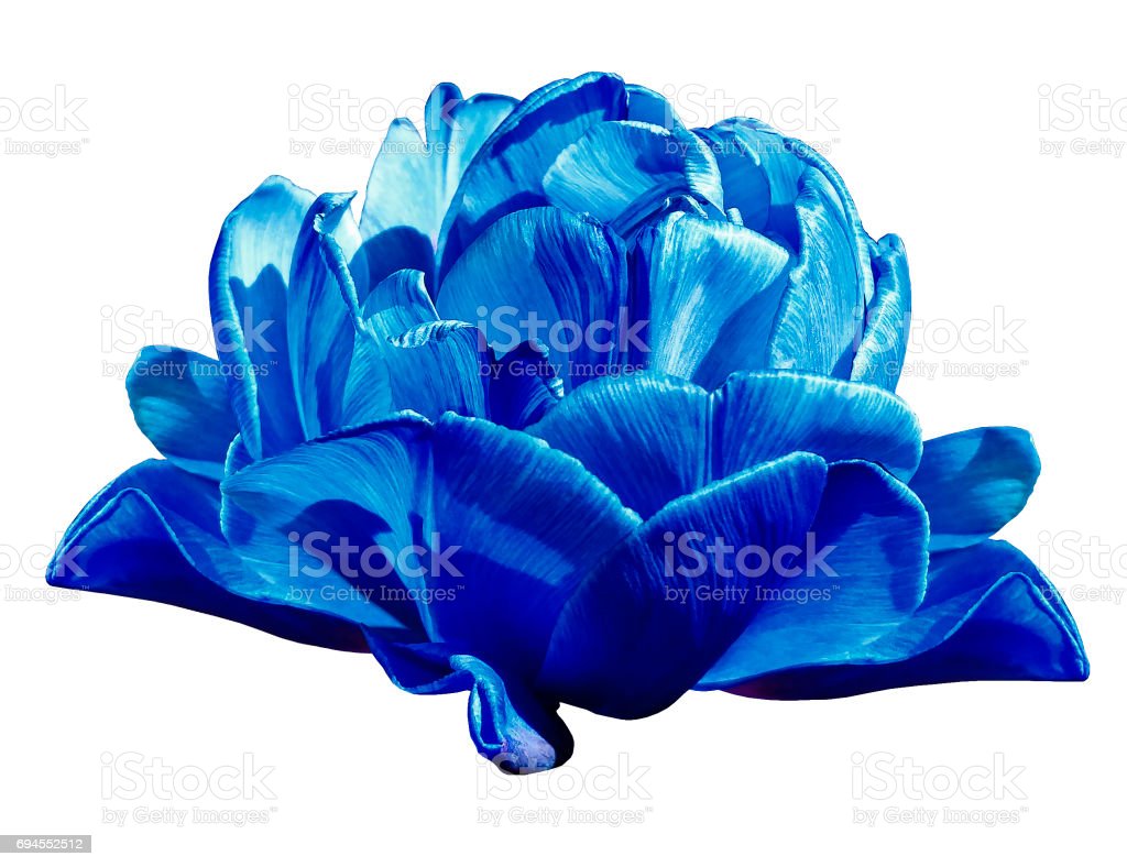 Detail Tulip Biru Nomer 38