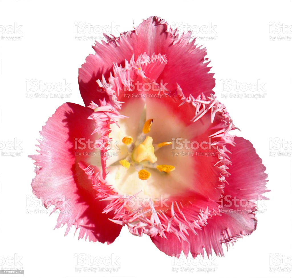 Detail Tulip Biru Nomer 39