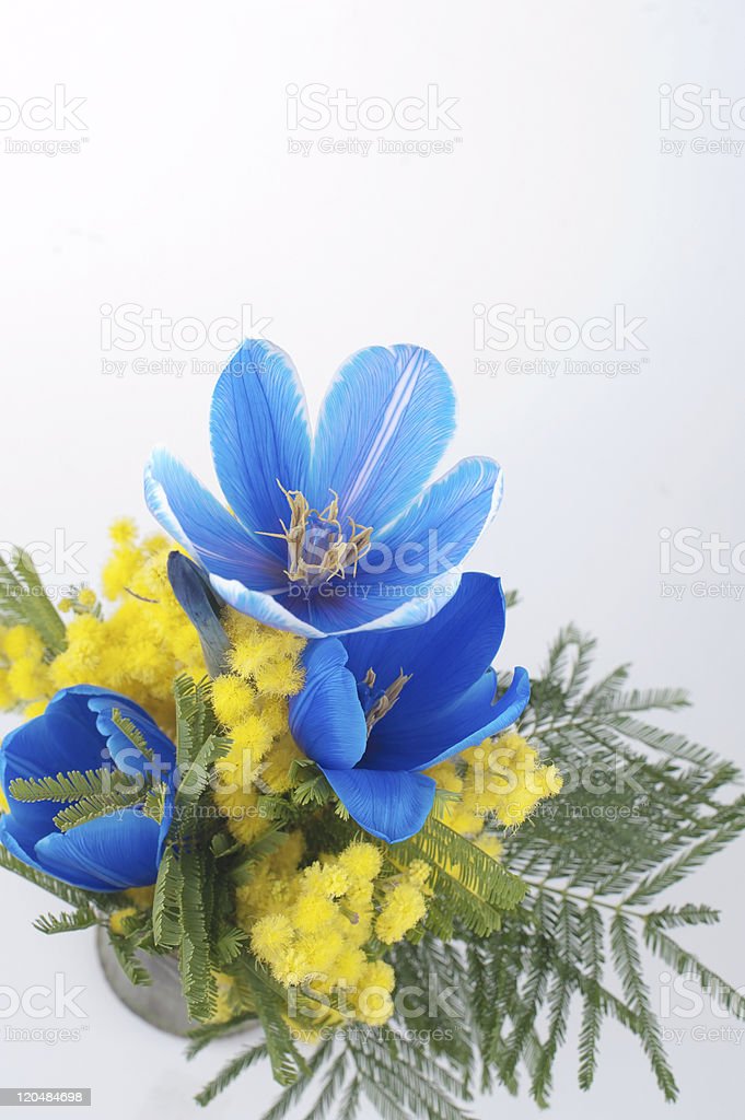 Detail Tulip Biru Nomer 43