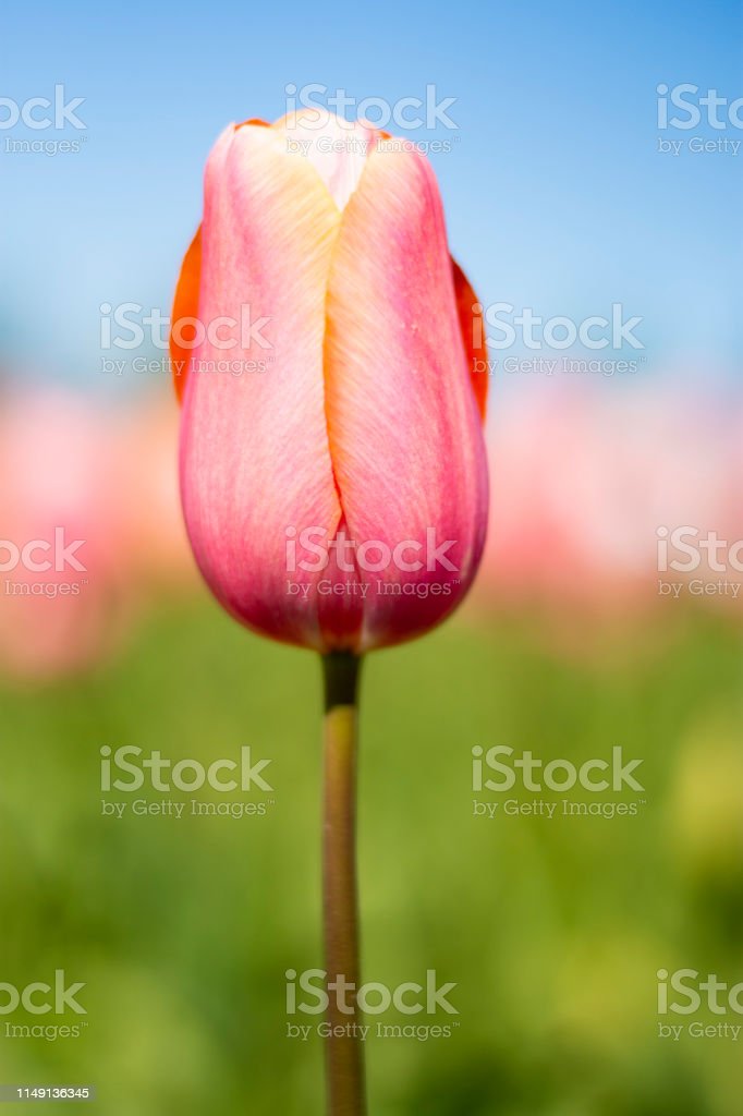 Detail Tulip Biru Nomer 44