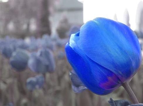 Detail Tulip Biru Nomer 47