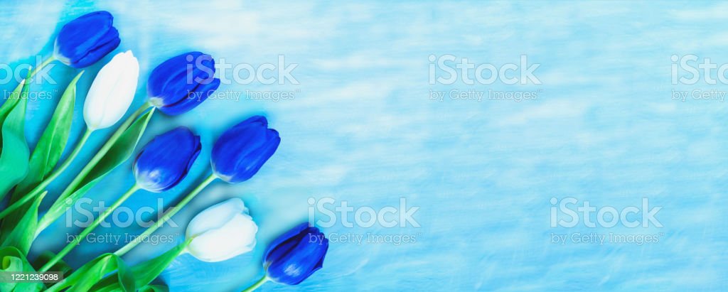 Detail Tulip Biru Nomer 48