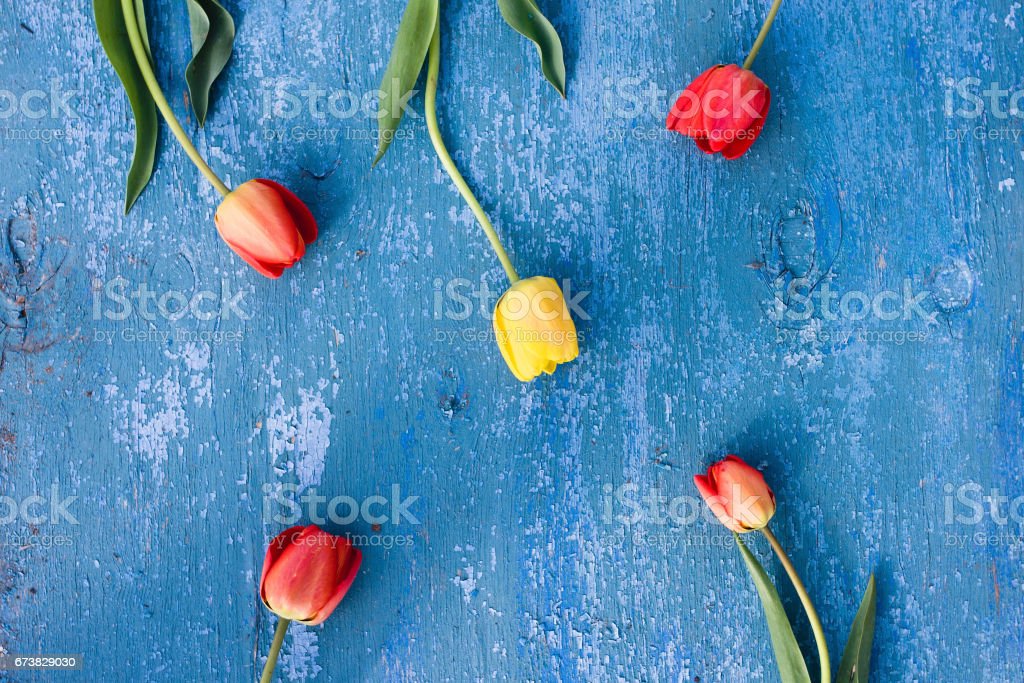 Detail Tulip Biru Nomer 49