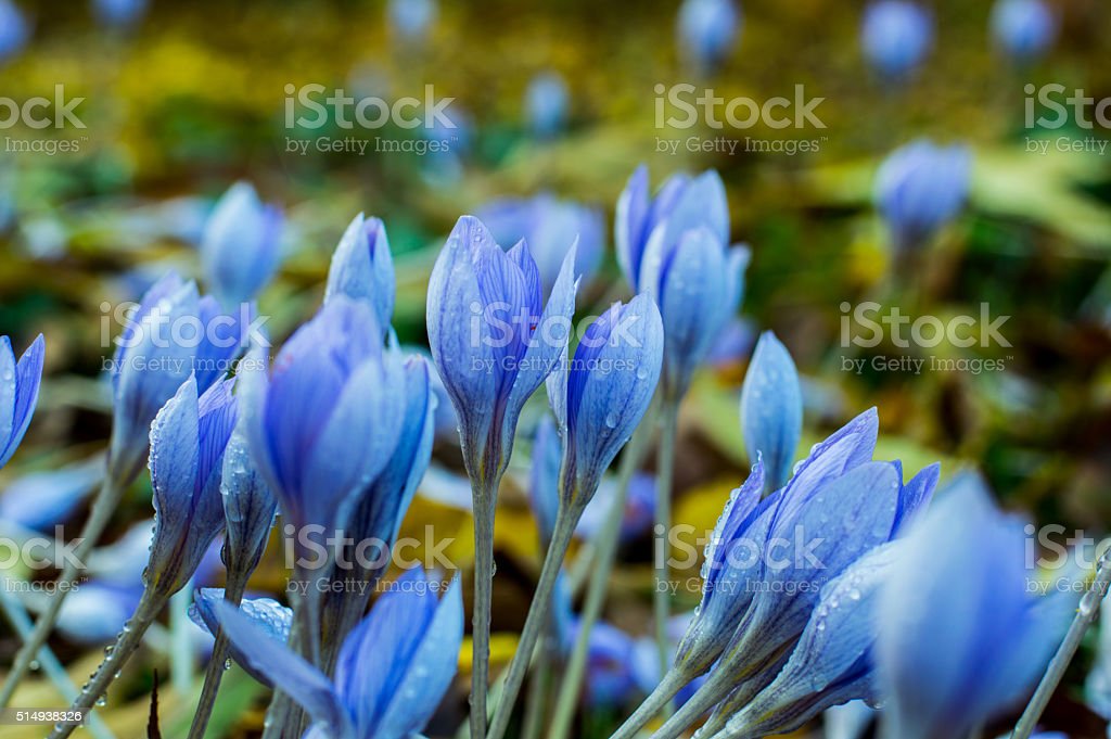 Detail Tulip Biru Nomer 53