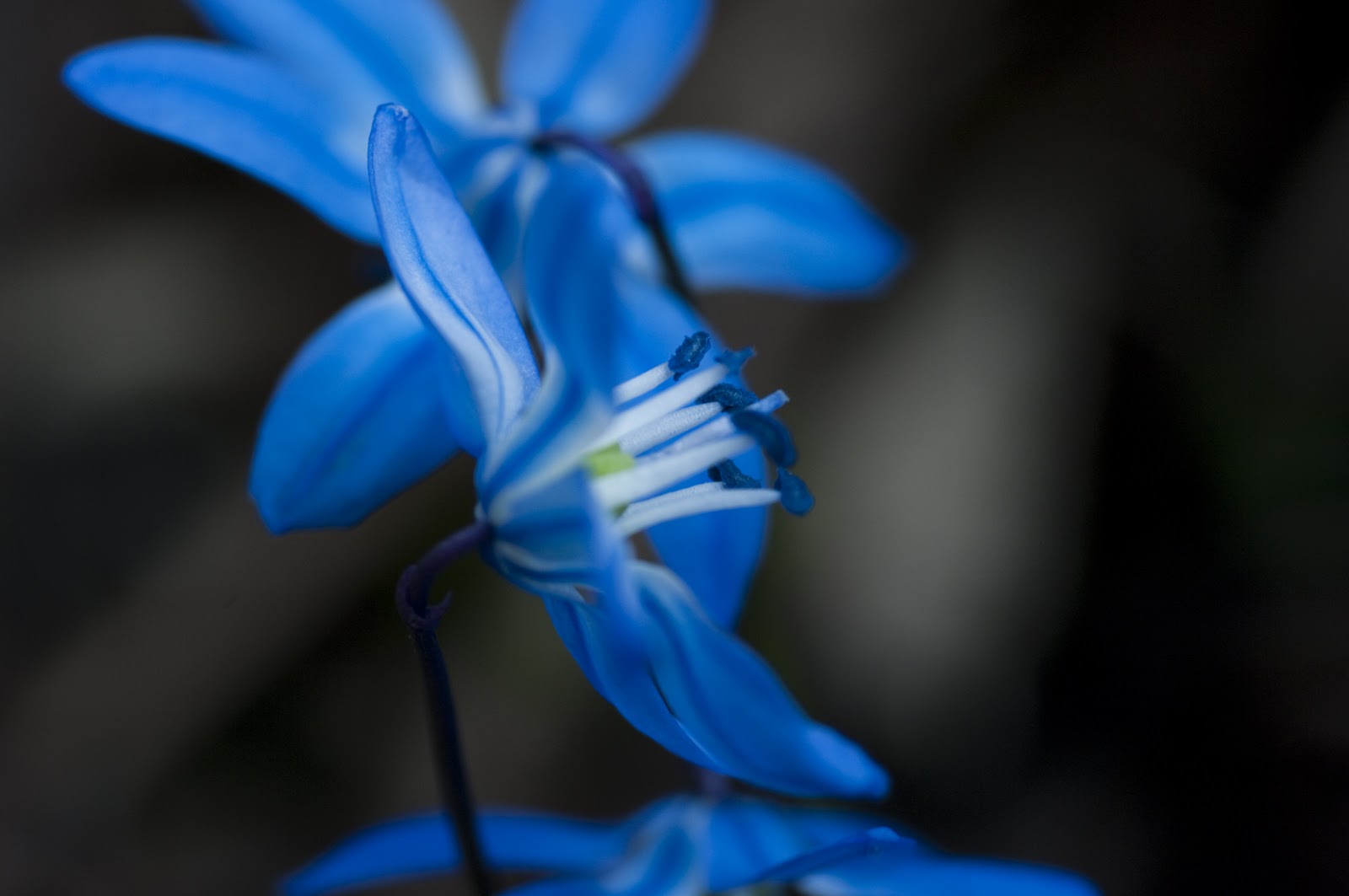 Detail Tulip Biru Nomer 6